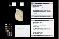 Foto (Objekt + Etikett) von Pithonoton sp.  (NHMW-GEO-1990-0041-2610)